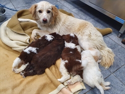 Mama sa štencima